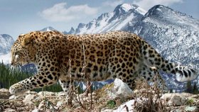 Леопарды Кавказского биосферного заповедника