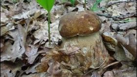 За белыми грибами. 10 фактов о грибах. Где искать белые грибы