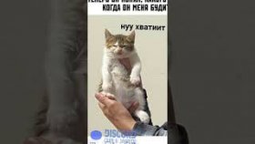 Мемы про котов на 3 декабря