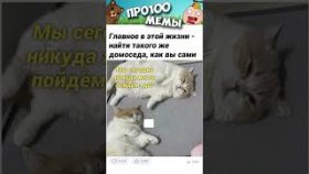Мемы про котиков на 23 ноября