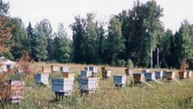 Инвентарь пчеловода – почему так важно покупать только лишь самое качественное оборудование?