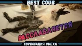 Best COUBE #8 | Лучшие приколы и кубы!