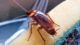 «ДезИнспектор»: помощь в борьбе с тараканами и другими вредителями