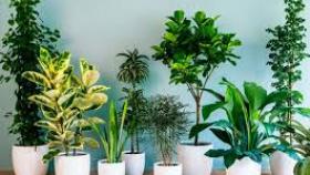 Почему болеют комнатные растения?