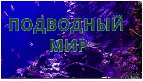 Таинственный подводный мир в формате видео 4к