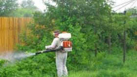 Как избавиться от комаров на садовом участке?