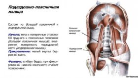 Синдром подвздошно-поясничной мышцы