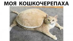 Мемы с котами на 19 апреля 2022