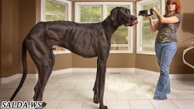 10 самых больших собак в мире