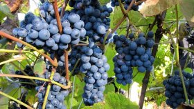 Выращивание винограда в Подмосковье: как выбрать место и посадочный материал?
