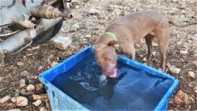 Как собаки спасаются от жары