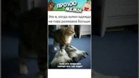 Мемы про котей