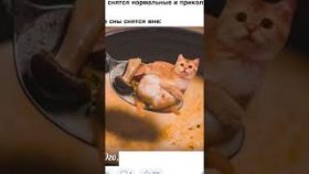 Котики и мемы про котиков на 27 ноября