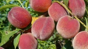 Персики в саду Подмосковья: как вырастить плодовое дерево?