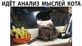 Короткие мемы с котами на 24 апреля 2022