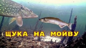 Реакция Щуки на МОЙВУ! Зимняя рыбалка на жерлицы! Подводная съемка