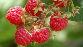Ошибки, которые приводят с снижению урожайности малины