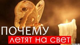 Почему мотыльки летят на свет?