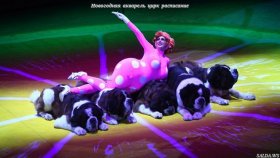 Не пропустите цирковое представление «Новогодняя акварель»