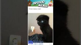 Котики и мемы с ними на 6 декабря