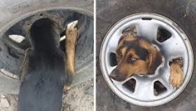 Бездомный пес застрял в автомобильном колесе