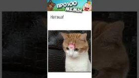 Мемы и приколы с котиками на 4 декабря