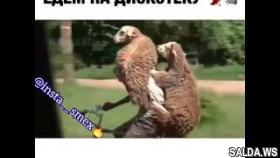 Ржу не могу