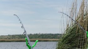 Дикие поклевки карася на Фидер. Рыбалка на карася - Инлайн против Убийцы карася
