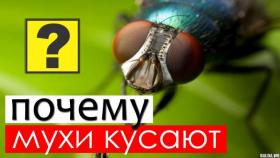 Почему мухи кусаются в августе? Это важно знать!