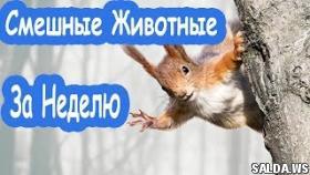 Самые смешные приколы про животных 2017 года