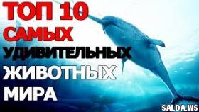 Топ 10 Самых Удивительных Животных Мира