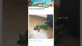 Короткие приколы и мемы с котами на 28 декабря