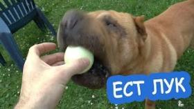 ПРИКОЛЫ С ЖИВОТНЫМИ ШОК ОНА ЕСТ ЛУК Прикол с собакой СМЕШНОЕ И МИЛОЕ ВИДЕО собака лук поедака