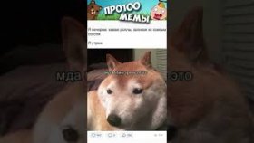 Мемы с собаками на 9 декабря 2022
