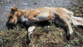 В Подмосковье, в деревне Селятино, функционирует настоящий концлагерь для домашних животных
