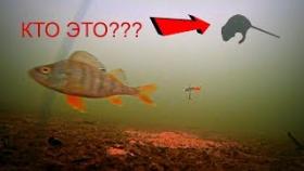 ЧТО ПРОИСХОДИТ ПОДО ЛЬДОМ КОГДА НЕ КЛЮЕТ??? Подводная съемка