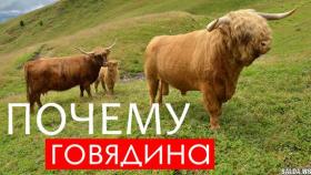 Почему мясо коровы называют говядина?