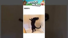 Котики и коротенькие мемы с ними на 29 октября