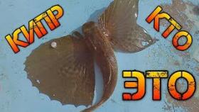 Национальная Кипрская рыбалка 1 / Cyprus National Fishing 1