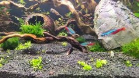 аквариумные рыбки и релакс музыка!!!aquarium fish and relaxation music