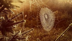 Сообщество фанатов съемки на смартфон. ДВАДЦАТЬ ЧЕТВЕРТАЯ подборка