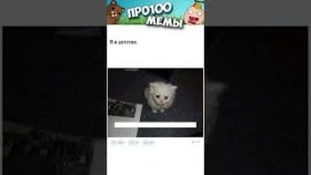 Котики и короткие приколы и мемы с ними на 27 октября
