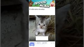 Мемы про котиков на 8 декабря