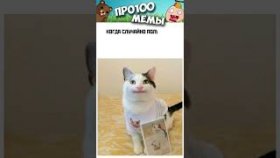 Котики и мемы с ними на 22 февраля