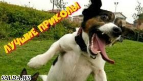 Три минуты хорошего настроения (Best Coub)!