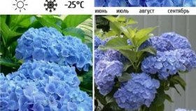 Причины, по которым стоит посадить гортензию на участке
