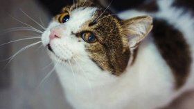 Котик в самые лучшие ручки