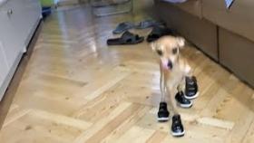 Смешные животные Funny Dogs &amp; Cats Compilation 2017 Смешные собаки и умные кошки Приколы про собак