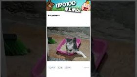 Котики и мемы с ними на 5 декабря 2022
