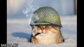 Животные Зажигают